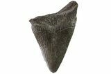 Juvenile Megalodon Tooth - Georgia #83571-1